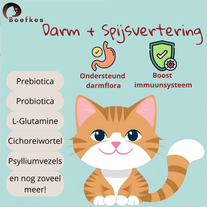 Darm Probiotica Supplement Kat