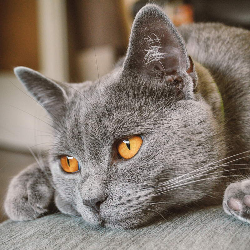 Ontwikkeling & Groei